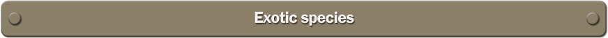 exotic species